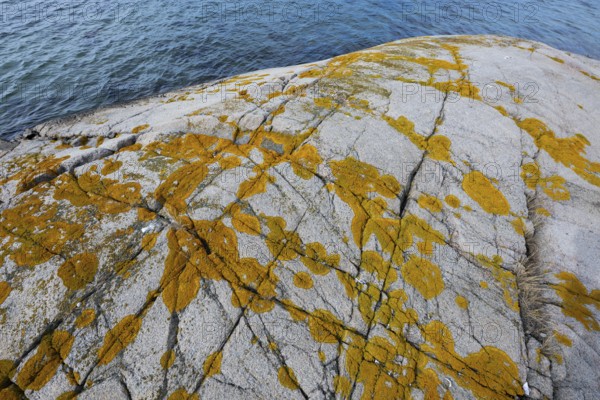 Yellowish lichen on a rugged granite rock by the sea, Resö Island, Bohuslän, Skagerrak, Sotenäs, Västra Götalands län, Sweden