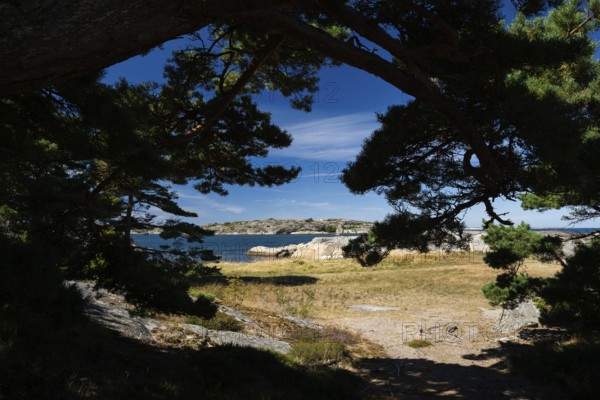 View through pine forest to archipelago landscape, Resö island, Bohuslän, Skagerrak, Sotenäs, Västra Götalands län, Sweden