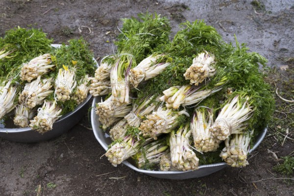 Two bowls filled with freshly harvested wild vegetables lie outside on the ground in a natural environment, Lily vegetable, to be eaten with egg in Armenia, Rya Taza, Ria Taza, Aragatsotn Province, Armenia