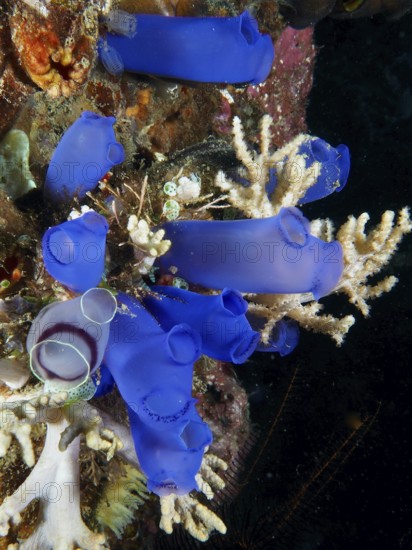 Group of Blue Sea Squirts (Clavelina coerulea) surrounded by corals in the ocean. Dive site Prapat, Penyapangan, Bali, Indonesia