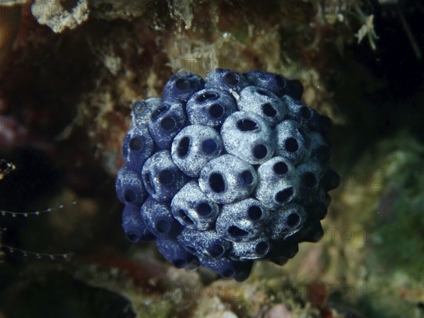 Mushroom sea squirt (Nephtheis fascicularis) . Dive site Prapat, Penyapangan, Bali, Indonesia