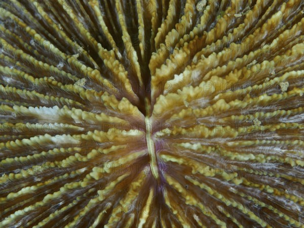 Close-up of mushroom coral (Fungia fungites) in brown and beige. Dive site Gondol Bay, Gondol, Bali, Indonesia
