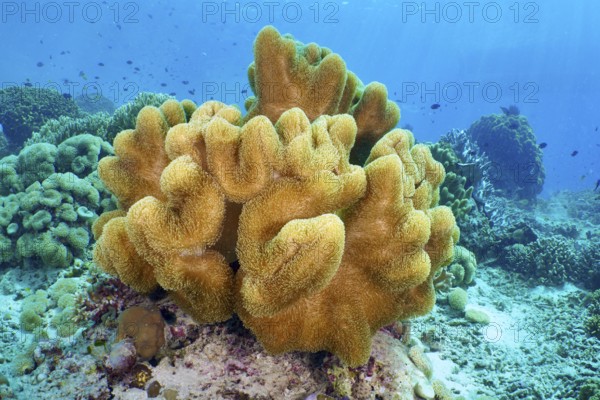 Yellow soft curved coral, mushroom leather coral (Sarcophyton glaucum) under deep blue water. Dive site Coral Garden, Menjangan, Bali, Indonesia