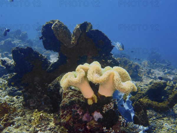 Two large curved soft corals, mushroom leather coral (Sarcophyton glaucum), on the seabed. Dive site Close Encounters, Permuteran, Bali, Indonesia
