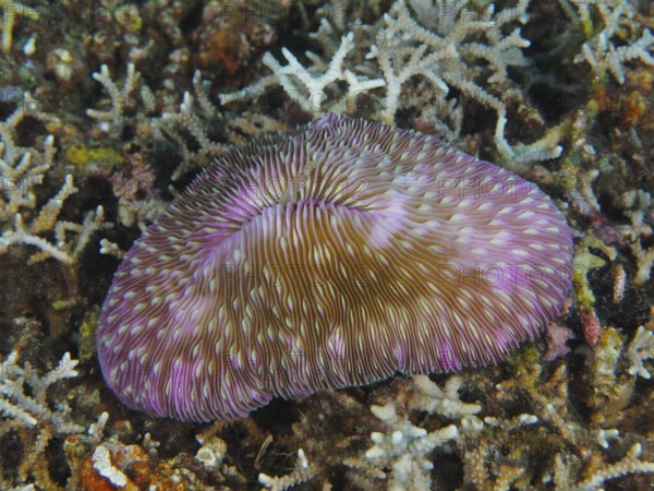 Purple mushroom coral (Fungia fungites) on a sea bed. Dive site Gondol Reef, Gondol, Bali, Indonesia