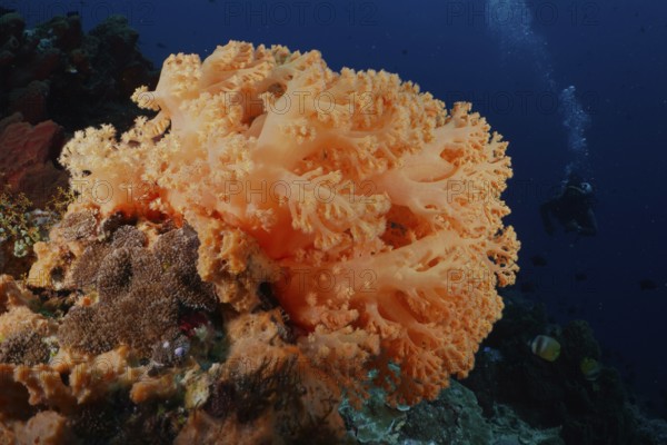 Large orange soft coral under water with deep background. Dive site SD, Nusa Ceningan, Nusa Penida, Bali, Indonesia