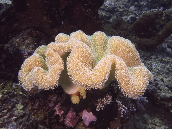 Beige coral with fine structures, mushroom leather coral (Sarcophyton glaucum), in an underwater landscape. Dive site Close Encounters, Permuteran, Bali, Indonesia