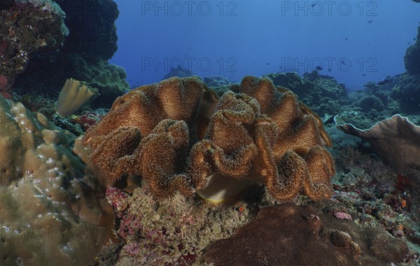 Large mushroom leather coral (Sarcophyton glaucum) on a tropical seabed. Dive site Toyapakeh, Nusa Ceningan, Nusa Penida, Bali, Indonesia