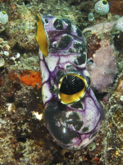 Gold sea squirt (Polycarpa aurata) in purple and yellow on the rough seabed. Dive site Prapat, Penyapangan, Bali, Indonesia