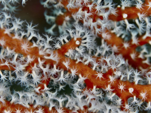 Detailed image of red coral branches of Godeffroy's soft coral (Siphonogorgia godeffroyi) with white polyps in an underwater environment. Dive site Gondol Reef, Gondol, Bali, Indonesia