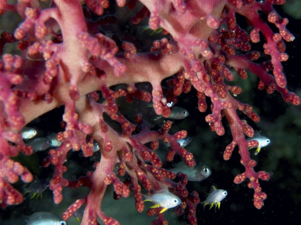 Close-up of Godeffroy's soft coral (Siphonogorgia godeffroyi) and fish, revealing a rich marine ecosystem. Dive site Spice Reef, Penyapangan, Bali, Indonesia
