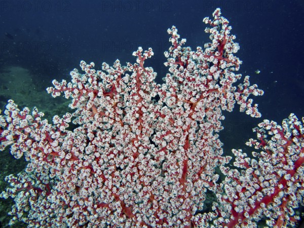 Dense white coral polyps of Godeffroy's soft coral (Siphonogorgia godeffroyi) form an impressive structure in the deep ocean. Dive site Pidada, Penyapangan, Bali, Indonesia