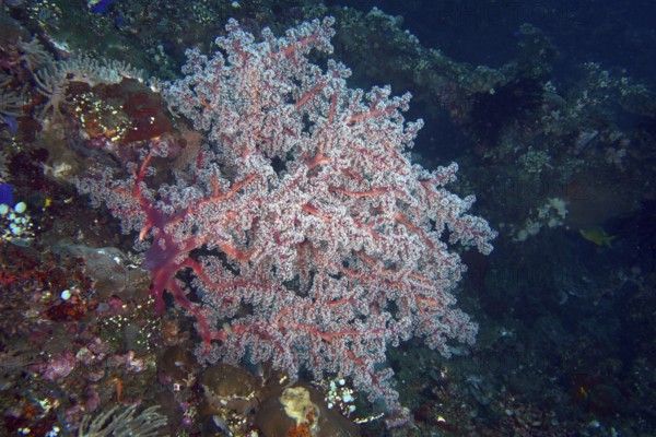 Filigree red coral structure, Godeffroy's soft coral (Siphonogorgia godeffroyi), rises in a colourful seascape. Dive site wreck of the USAT Liberty, Tulamben, Bali, Indonesia