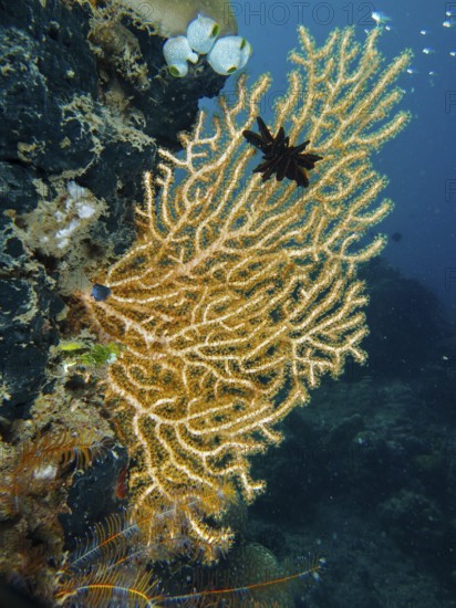 Filigree structure of a branch of Yellow gorgonian (Echinogorgia) in deep blue water. Dive site Prapat, Penyapangan, Bali, Indonesia
