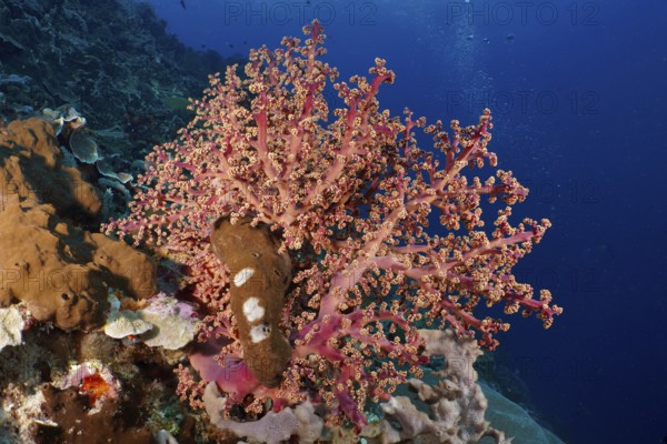 Eye-catching pink coral, Godeffroy's soft coral (Siphonogorgia godeffroyi), attracts in contrast to the deep blue ocean background. Dive site SD, Nusa Ceningan, Nusa Penida, Bali, Indonesia