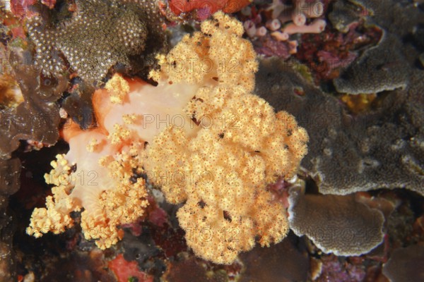 Detailed view of a yellow tree coral (Dendronephthya) in a richly textured marine environment. Dive site Toyapakeh, Nusa Ceningan, Nusa Penida, Bali, Indonesia