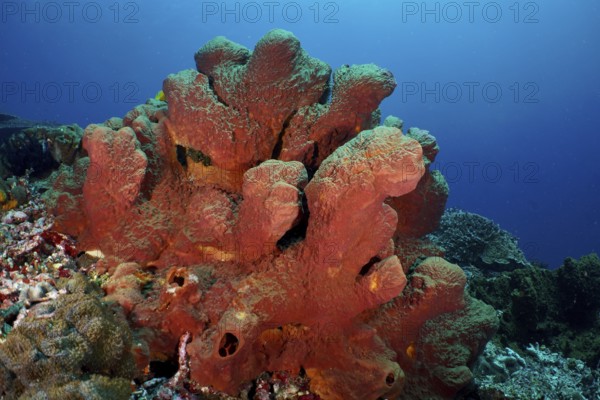 Striking Brown tube sponge (Porifera) rises from the detailed seabed. Dive site SD, Nusa Ceningan, Nusa Penida, Bali, Indonesia