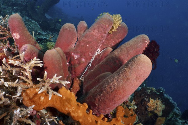 Brown tube sponge (Porifera) protrudes from the seabed in a blue underwater scene. Dive site SD, Nusa Ceningan, Nusa Penida, Bali, Indonesia