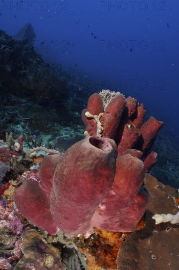Brown tube sponge (Porifera) in the centre of the underwater landscape under a deep blue ocean background. Dive site SD, Nusa Ceningan, Nusa Penida, Bali, Indonesia