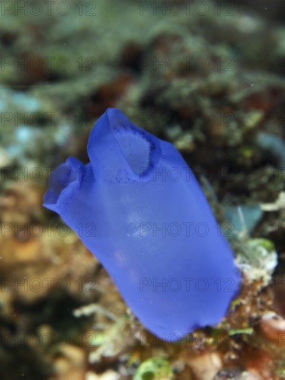 Single Blue Sea Squirt (Clavelina coerulea) isolated in the sea. Dive site Prapat, Penyapangan, Bali, Indonesia