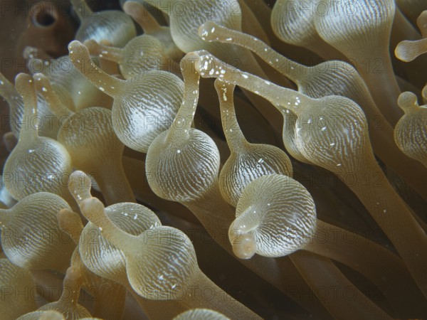 Detailed close-up of the tentacles of a bubble anemone (Entacmaea quadricolor) under water. Dive site Toyapakeh, Nusa Ceningan, Nusa Penida, Bali, Indonesia