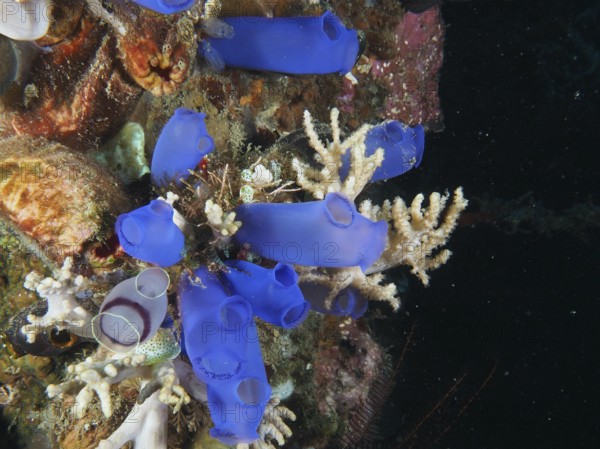 Blue Sea Squirt (Clavelina coerulea) in the ocean on a coral reef. Dive site Prapat, Penyapangan, Bali, Indonesia