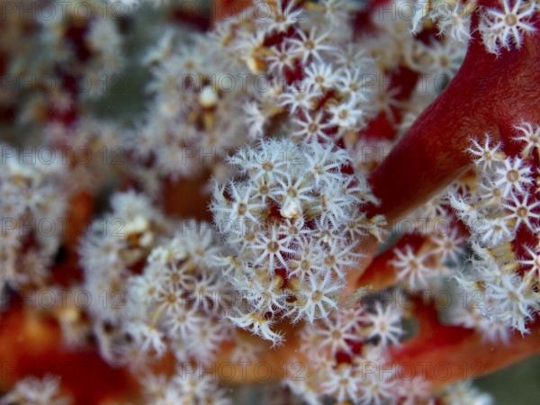 Detailed close-up of white polyps with fine structure of tree coral (Dendronephthya) . Dive site Spice Reef, Penyapangan, Bali, Indonesia