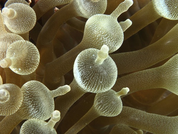 Close-up of a bubble anemone (Entacmaea quadricolor) with detailed tentacles. Dive site Toyapakeh, Nusa Ceningan, Nusa Penida, Bali, Indonesia