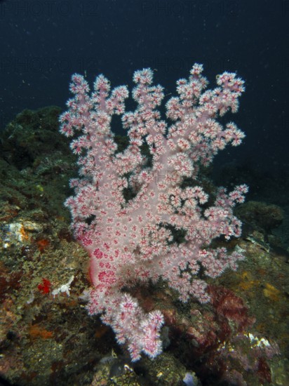 Light pink tree coral (Dendronephthya) under water on the seabed. Dive site Spice Reef, Penyapangan, Bali, Indonesia