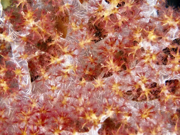 Close-up of tree coral (Dendronephthya) with fine details in the sea. Dive site Prapat, Penyapangan, Bali, Indonesia