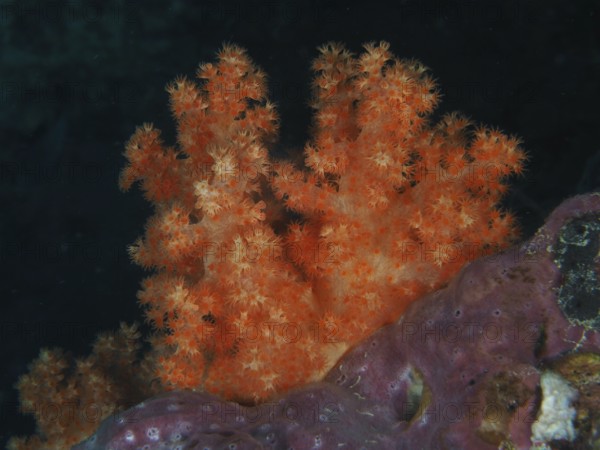 Bright orange tree coral (Dendronephthya) against a dark background in the sea. Dive site SD, Nusa Ceningan, Nusa Penida, Bali, Indonesia