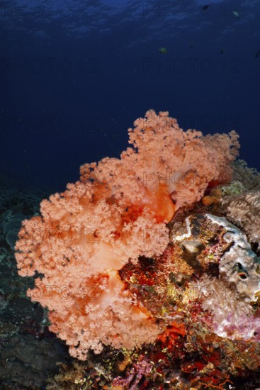 Bright orange tree coral (Dendronephthya) on a reef under water. Dive site Toyapakeh, Nusa Ceningan, Nusa Penida, Bali, Indonesia