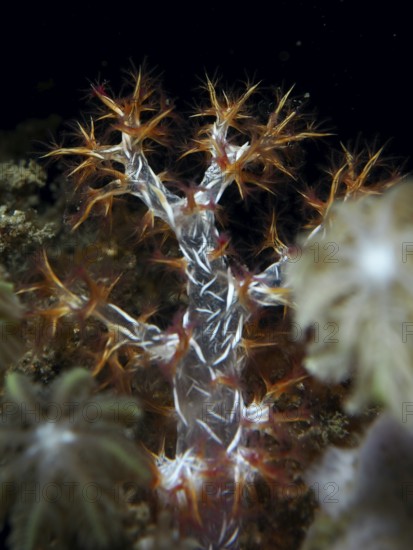 Soft coral with orange and white tentacles, orange tree coral (Dendronephthya), against a dark background. Dive site Spice Reef, Penyapangan, Bali, Indonesia