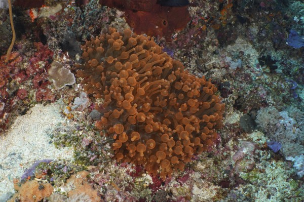 Copper anemone (Entacmaea quadricolor) spreads out over a colourful coral garden floor. Dive site Crystal Bay, Nusa Ceningan, Nusa Penida, Bali, Indonesia