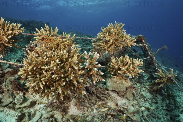 Underwater coral nursery to promote reef growth. Dive site SD, Nusa Ceningan, Nusa Penida, Bali, Indonesia