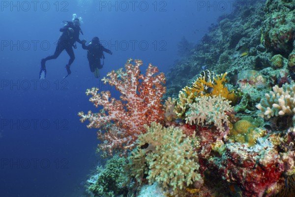 Divers explore a colourful coral reef with Klunzinger's tree coral (Dendronephthya klunzingeri) . Dive site Coral Garden, Menjangan, Bali, Indonesia