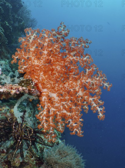 A magnificent orange-coloured soft coral, Klunzinger's Soft Coral (Dendronephthya klunzingeri), in the blue water. Dive site Coral Garden, Menjangan, Bali, Indonesia