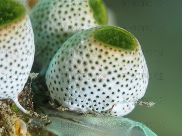 Close-up of Green Urn Sea Squirt (Didemnum molle) with distinctive dot pattern. Dive site Spice Reef, Penyapangan, Bali, Indonesia