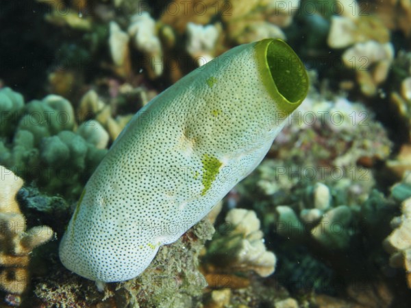 Green Urn Sea Squirt (Didemnum molle) with dotted pattern in a coral reef. Dive site Prapat, Penyapangan, Bali, Indonesia