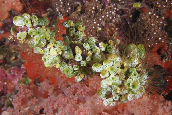 Green Urn Sea Squirt (Didemnum molle) in a lively coral landscape. Dive site Toyapakeh, Nusa Ceningan, Nusa Penida, Bali, Indonesia