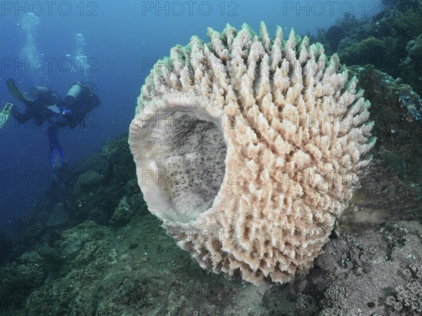 Barrel sponge, barrel sponge (Xestospongia testudinaria) in a diverse underwater ecosystem with divers in the background. Dive site Spice Reef, Penyapangan, Bali, Indonesia