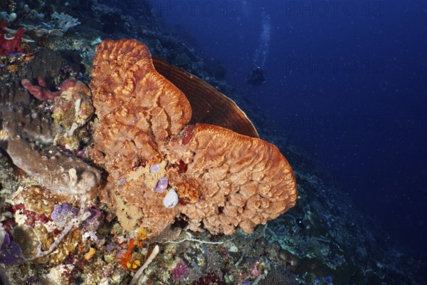 Barrel sponge, barrel sponge (Xestospongia testudinaria) in a lively underwater world. Dive site SD, Nusa Ceningan, Nusa Penida, Bali, Indonesia