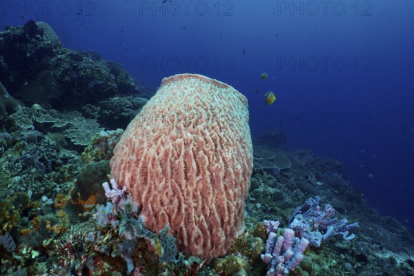 A Barrel sponge (Xestospongia testudinaria) rises majestically in clear blue water. Dive site SD, Nusa Ceningan, Nusa Penida, Bali, Indonesia