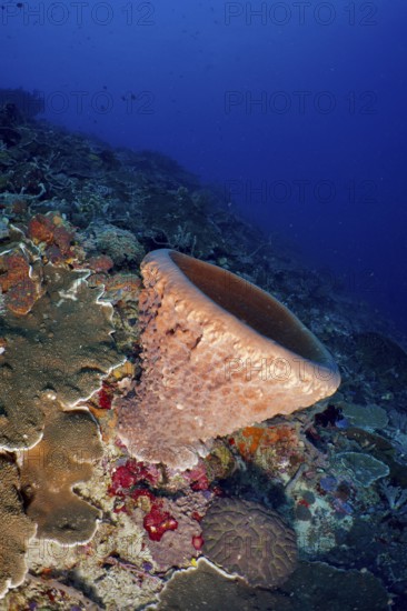 Barrel sponge, barrel sponge (Xestospongia testudinaria) on the reef, surrounded by marine life and natural structures. Dive site SD, Nusa Ceningan, Nusa Penida, Bali, Indonesia