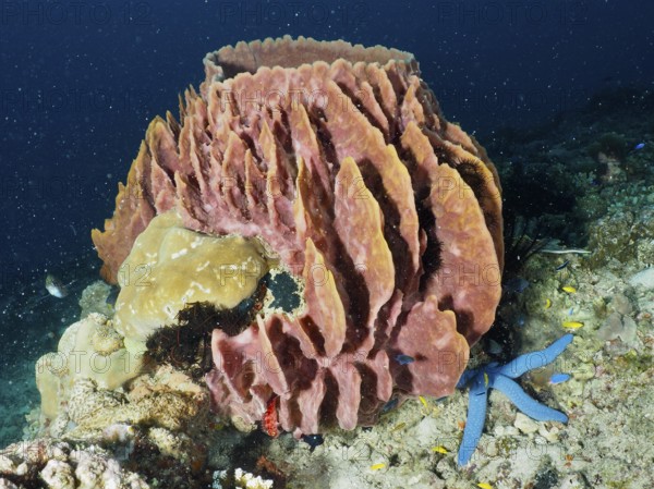 Massive structured Barrel sponge, barrel sponge (Xestospongia testudinaria) with blue starfish and other marine animals. Dive site Spice Reef, Penyapangan, Bali, Indonesia