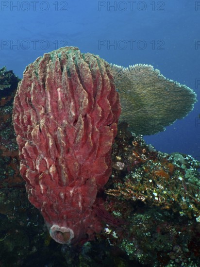 Barrel sponge, barrel sponge (Xestospongia testudinaria) on the ocean floor. Dive site wreck of the USAT Liberty, Tulamben, Bali, Indonesia