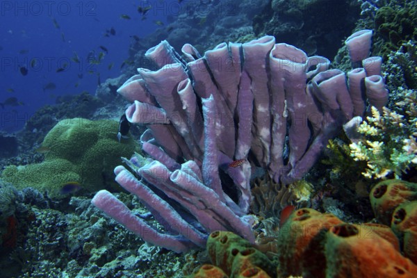 Vibrant marine ecosystem with purple big tube sponge (Haliclona (Reniera) fascigera) surrounded by colourful reef diversity. Dive site SD, Nusa Ceningan, Nusa Penida, Bali, Indonesia