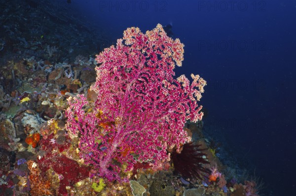 Large pink Godeffroy's soft coral (Siphonogorgia godeffroyi) in the deep blue sea, surrounded by various corals in the reef. Dive site SD, Nusa Ceningan, Nusa Penida, Bali, Indonesia