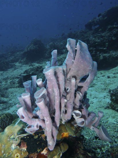 Sculptural large tubular sponge (Haliclona (Reniera) fascigera) on a light-coloured seabed in the underwater world. Dive site Spice Reef, Penyapangan, Bali, Indonesia