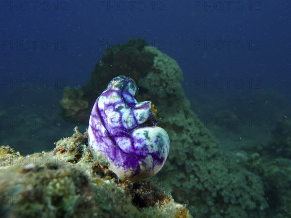 Purple-coloured golden sea squirt (Polycarpa aurata) on a rock in the depths of the dark blue ocean. Dive site Spice Reef, Penyapangan, Bali, Indonesia